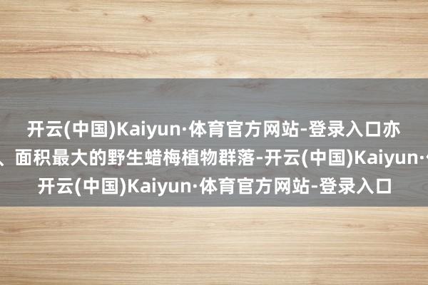 开云(中国)Kaiyun·体育官方网站-登录入口亦然秦巴余脉保存最齐备、面积最大的野生蜡梅植物群落-开云(中国)Kaiyun·体育官方网站-登录入口